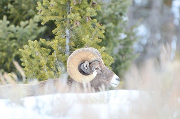 Long Horn Sheep in Snow