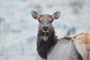 portrait of an Elk eating