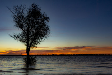 Fototapeta na wymiar Tree on the edge of the river during the sunrise.