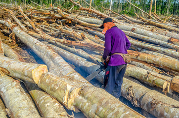 male worker cut the timber using chainsaw in forest concession company