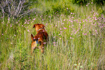dog in the blooming field