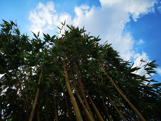 green bamboo and sky