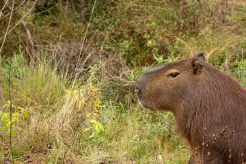 Largest rodent in the world called Carpincho in its habitat.