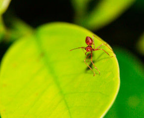 Close up the ant on the leaf  macro