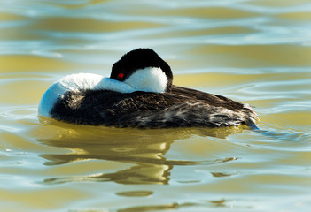 Fototapeta premium Grebe