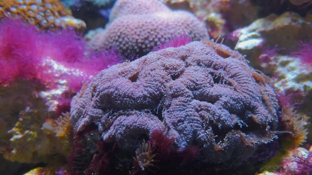 Plate coral ecosia, coral reefs underwater world