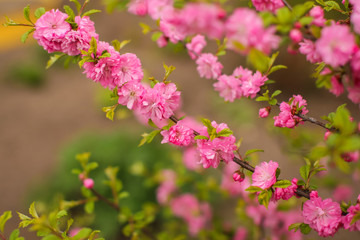sakura, beautiful cherry blossom in springtime. Close up spring Pink cherry flowers background.