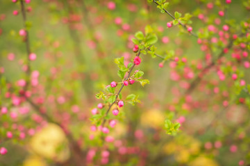 sakura, beautiful cherry blossom buds in springtime. Close up spring Pink cherry flowers buds background.
