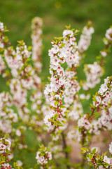 White with pink flowers of the cherry blossoms on a spring day in the park