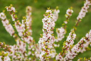 White with pink flowers of the cherry blossoms on a spring day in the park.