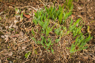 Fresh green grass grown on the ground covered with dead dry old brown autumn leaves in early spring, selective focus