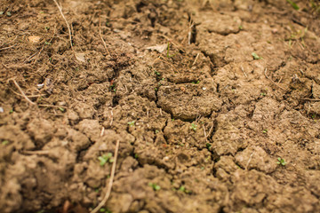 Top view shot of cracked soil. dry soil in cracks in the spring. young grass grows out of dry ground