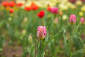 Beautiful tulip flower and green leaf background in the garden at sunny summer or spring day, selective focus