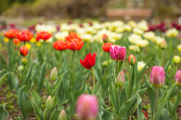 Beautiful tulip flower and green leaf background in the garden at sunny summer or spring day, selective focus