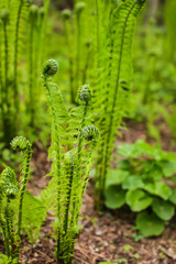 Beautyful young ferns leaves green foliage growing in spring forest. natural floral fern background