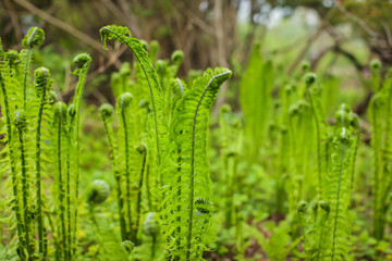 Beautyful young ferns leaves green foliage growing in spring forest. natural floral fern background