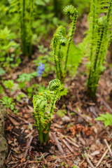 Beautyful young ferns leaves green foliage growing in spring forest. natural floral fern background