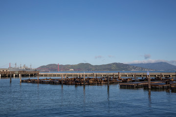Fototapeta na wymiar Sea Lions at Pier 39 in San Francisco, California
