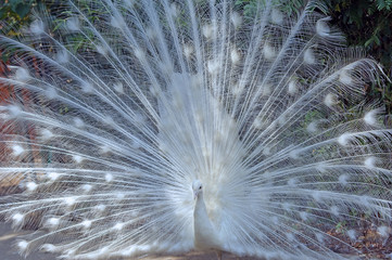 Obraz premium White peacock