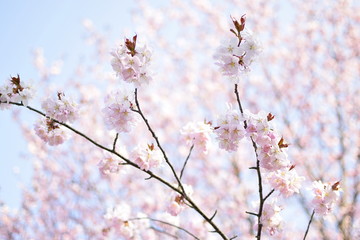桜の枝