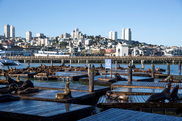 Fototapeta na wymiar Sea Lions at Pier 39 in San Francisco, California
