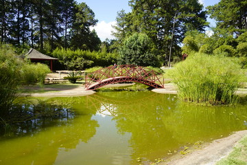 Flowers, trees and plants in Brasilia Botanical Garden in Brazil.