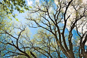 Looking Up