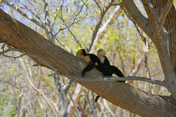 A baby white-headed capuchin monkey (cebus capucinus) on his mother’s back on a tree branch in Peninsula Papagayo, Guanacaste, Costa Rica