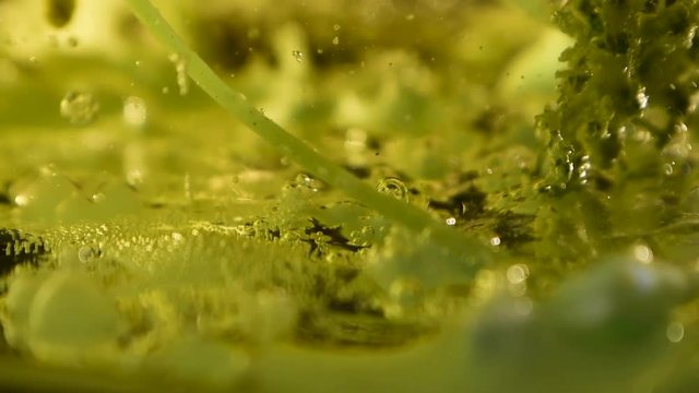 alien botany plant bottom oozing with with bubbles and debris following camera movement 60fps