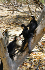 A baby white-headed capuchin monkey (cebus capucinus) on his mother’s back on a tree branch in Peninsula Papagayo, Guanacaste, Costa Rica