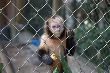 macaco