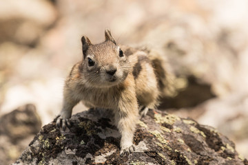 Golden Mantled Ground Squirrel I