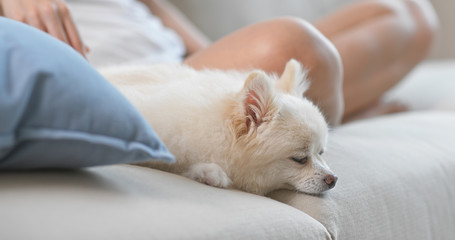 Dog sleep on sofa at home