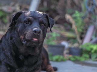 Rottweiler cute dog