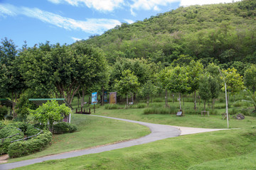 Green hills and Tree garden lush grass, blue sky with white clouds