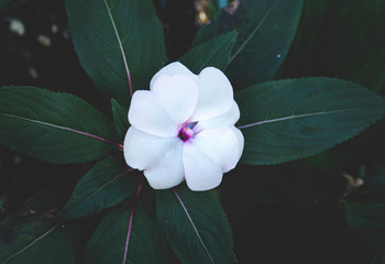 Flor branca