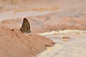 butterfly