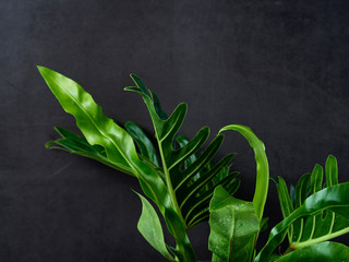Obraz na płótnie Canvas Philodendron xanadu plant leaf the tropical