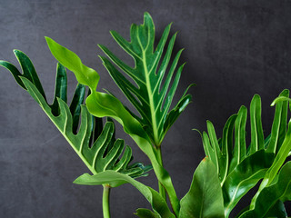Philodendron xanadu plant leaf the tropical