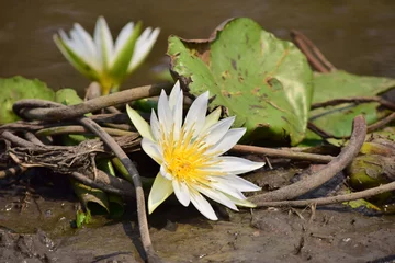 Foto op Canvas ดอกบัว Lotus flower © SontayaAdobeStock