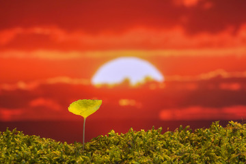 春の野原　新しい芽