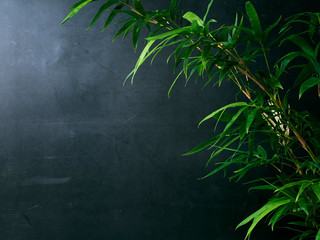 Bamboo leaves isolated on dark background