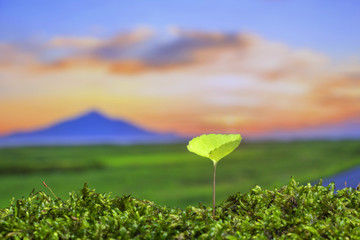 春の野原　新しい芽