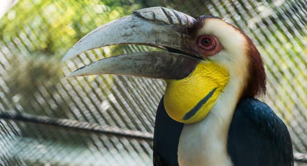 The birds in the nature.