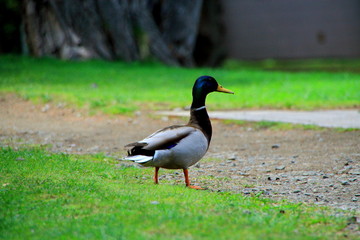 札幌中島公園の鴨
