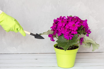 Gardener hand in rubber gloves holding garden instrument, next standing flower pot. Gardening, planting and people concept