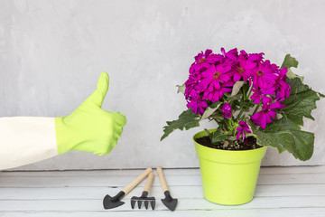 Hand with gloves showing thumb up. Next standing blooming flower purple color in green pot and garden instruments