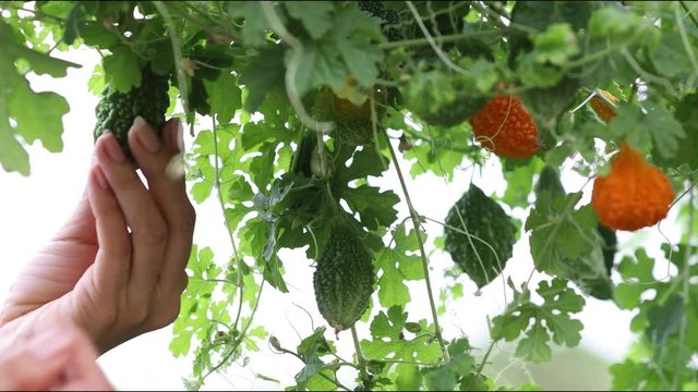 Famer agriculture checking quality of bitter melon or Momordica charantia plant in the organic garden. 