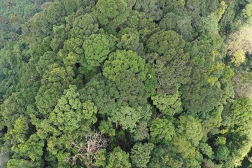 Naklejka premium Aerial photo of rainforest jungle forest canopy