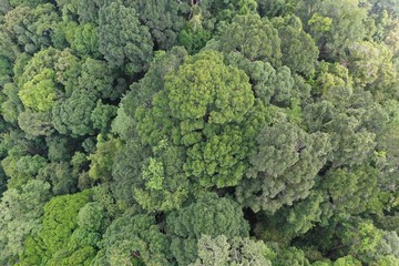 Aerial photo of rainforest jungle forest canopy